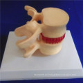 Esqueleto Humano Vertebra Columna Demostración Médica Biología Modelo